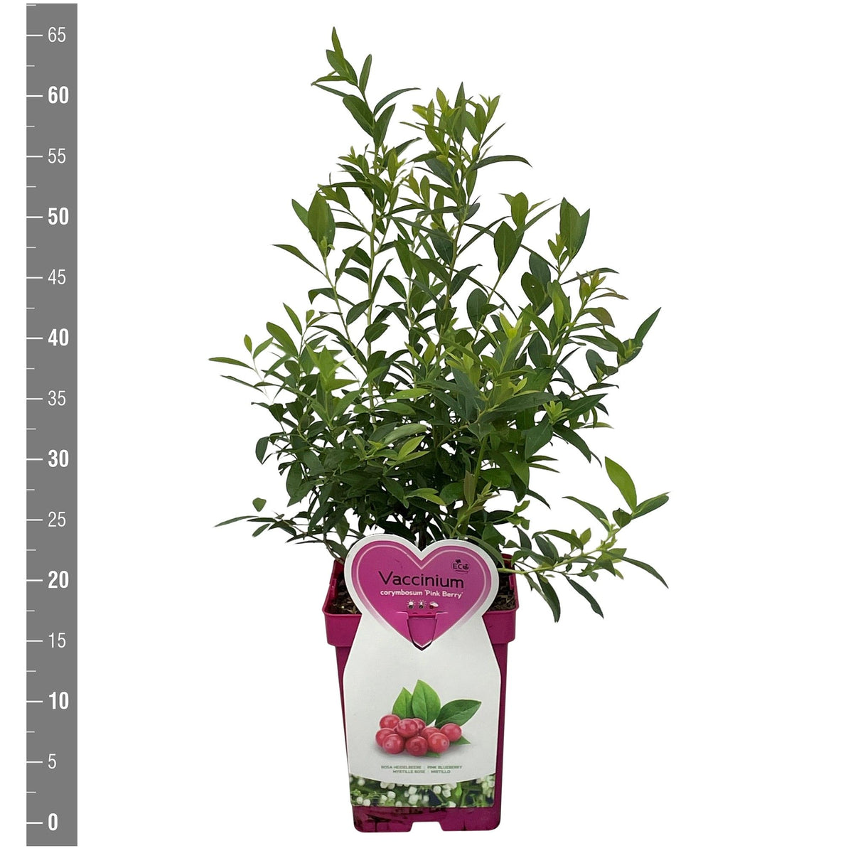 Vaccinium cor. &