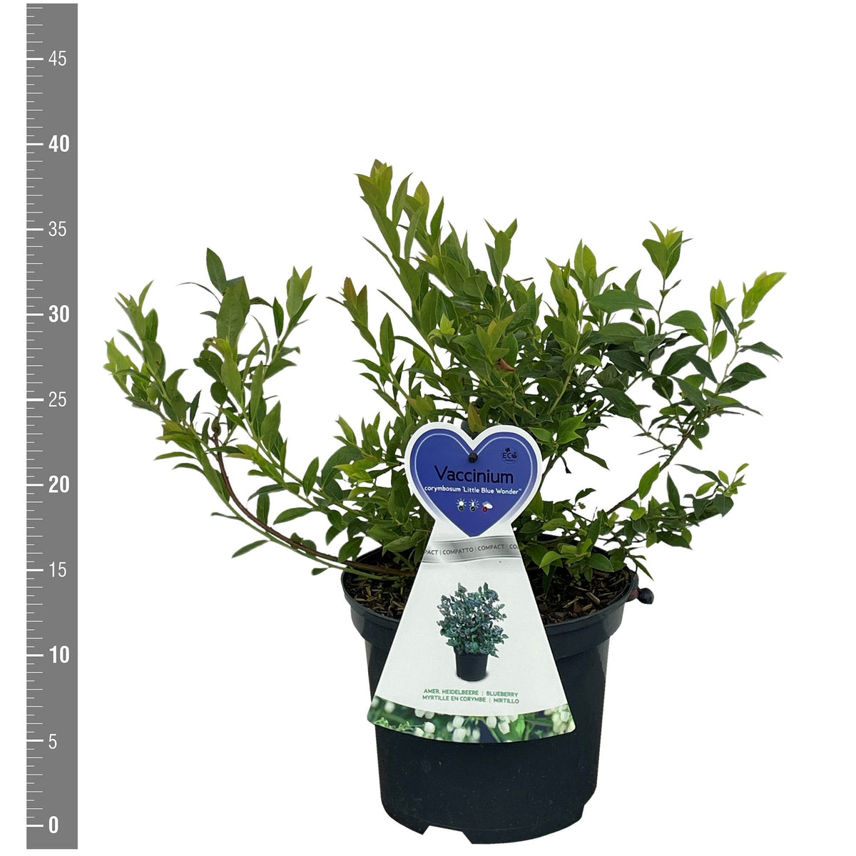 Vaccinium &