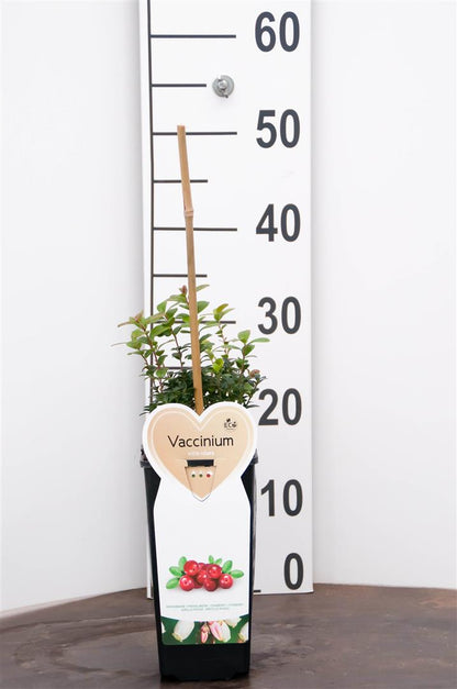 Vaccinium vitis-idaea C2 (2 liters kruka) / 17 cm kruka - Buske