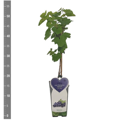 Vitis &