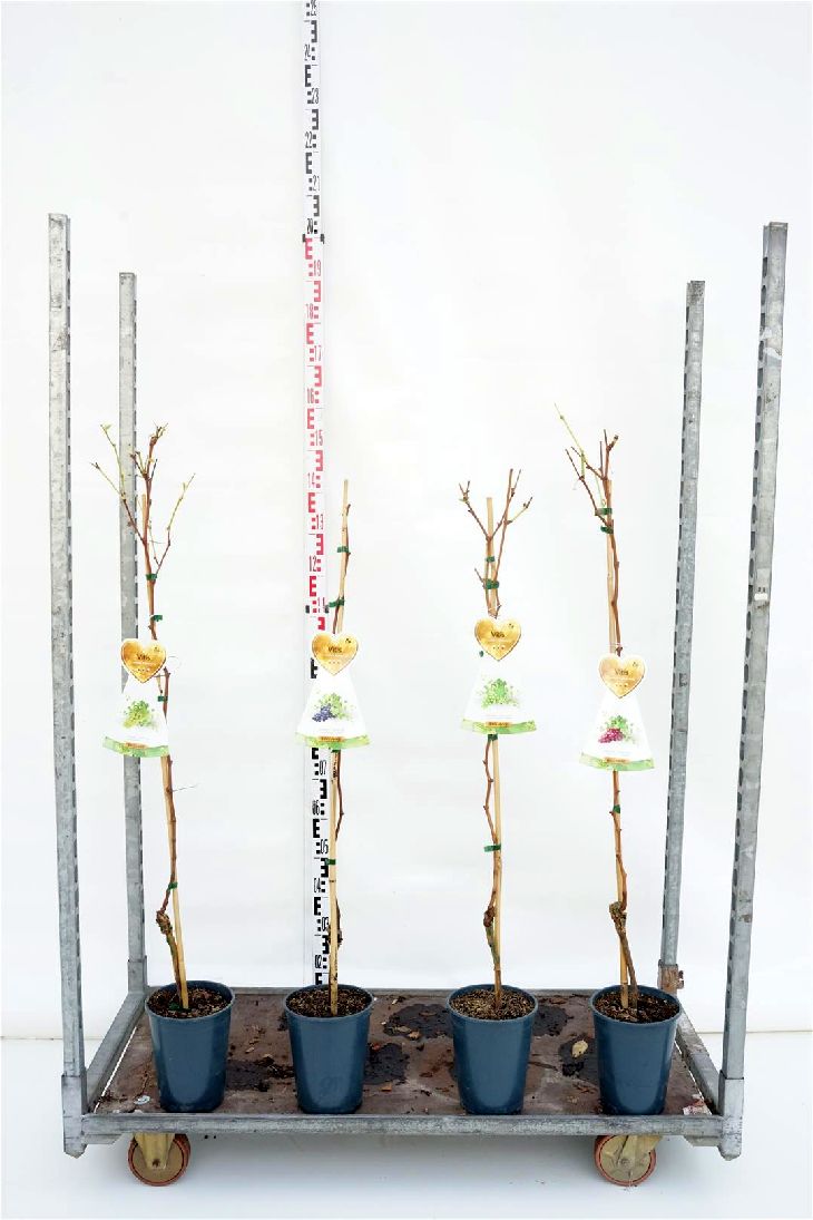 Vitis i olika sorter C4 (4 liters kruka) 120 cm på käpp