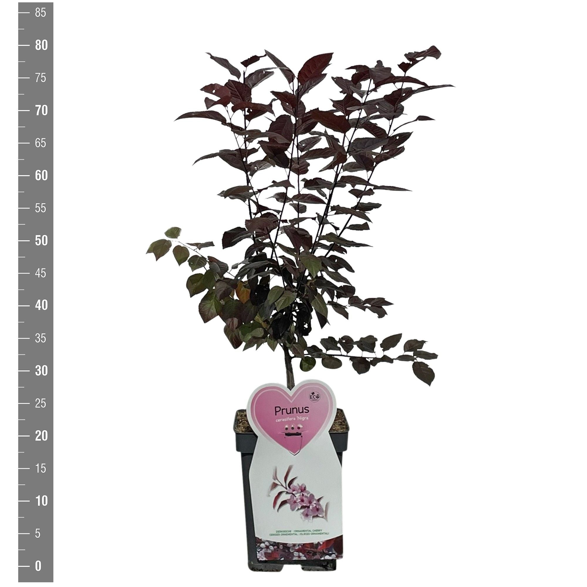 Fruktplommon i sorter - C7,5/P26 ESPALIER