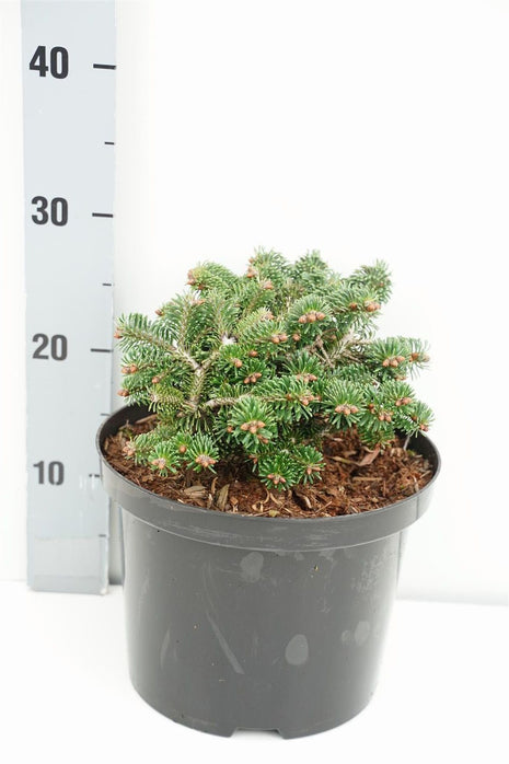 Abies nordm. 'Munsterland'