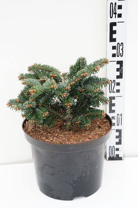 Abies nordm. 'Munsterland'