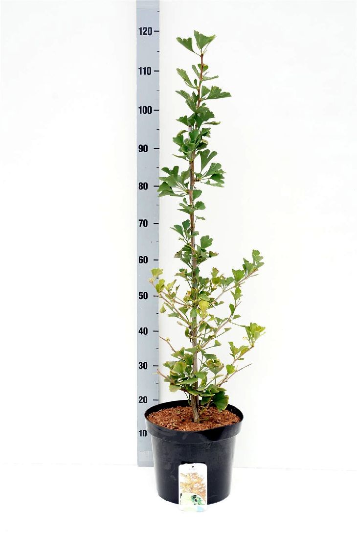 Ginkgo biloba &