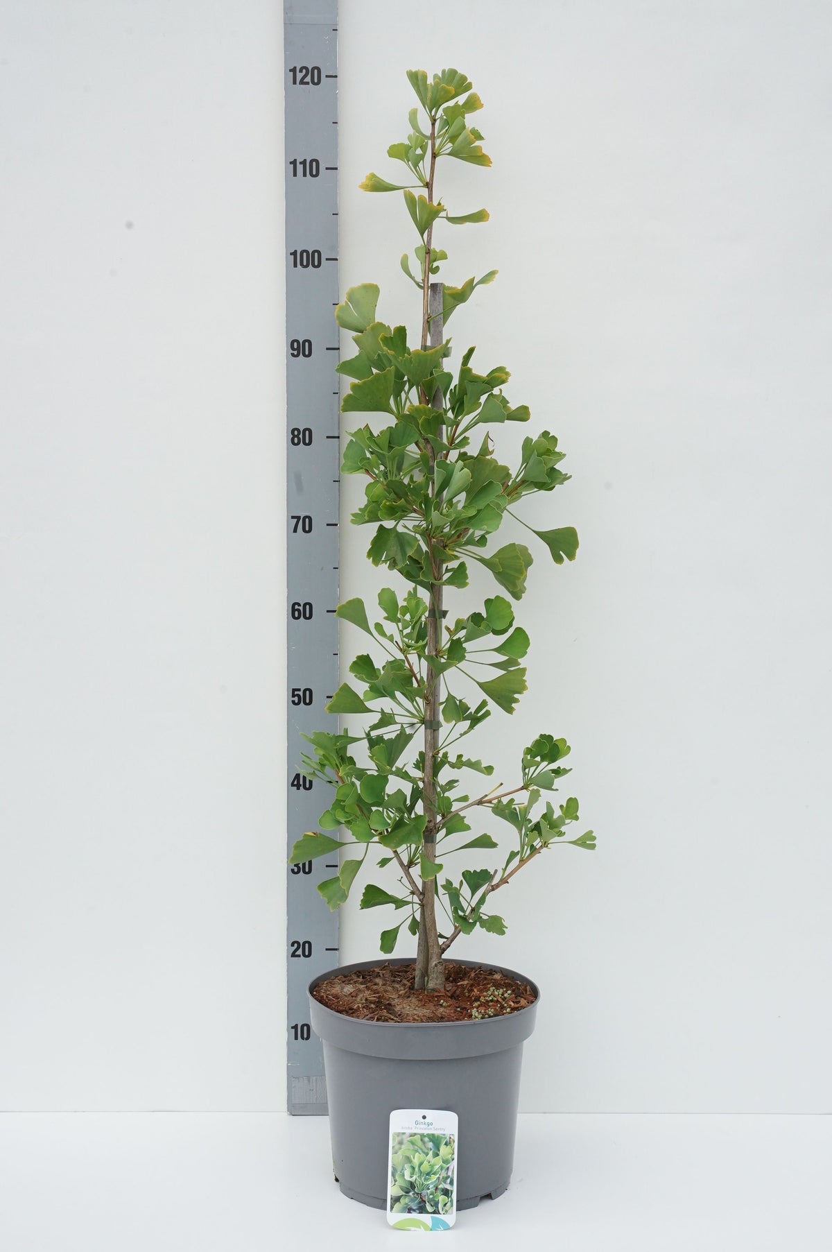 Ginkgo biloba &