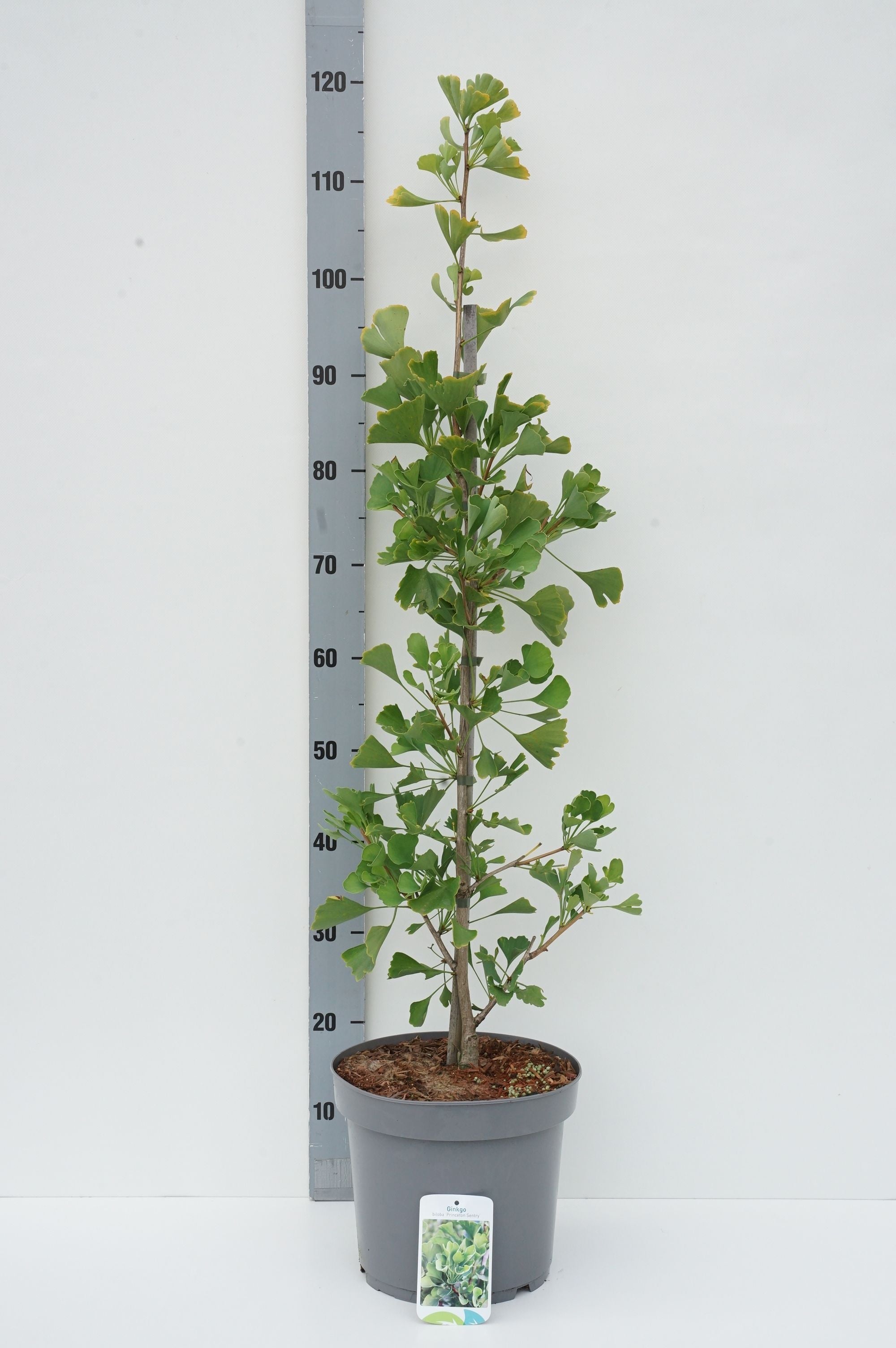 Ginkgo biloba &
