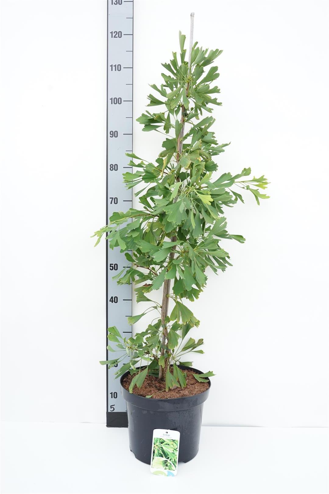 Ginkgo biloba &