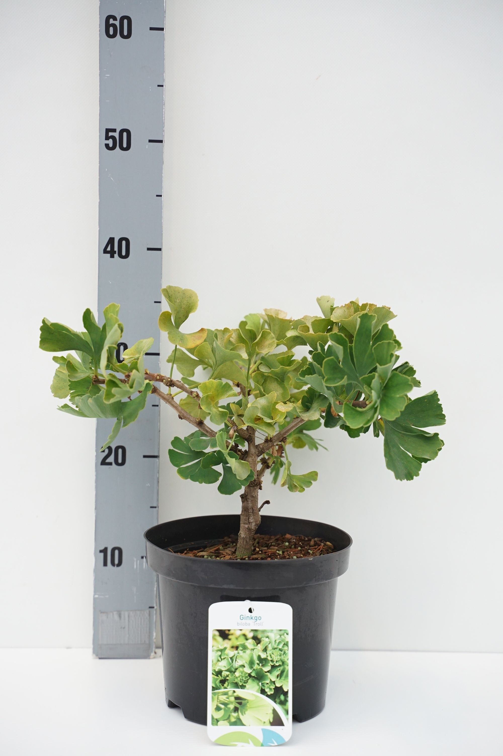 Ginkgo biloba &