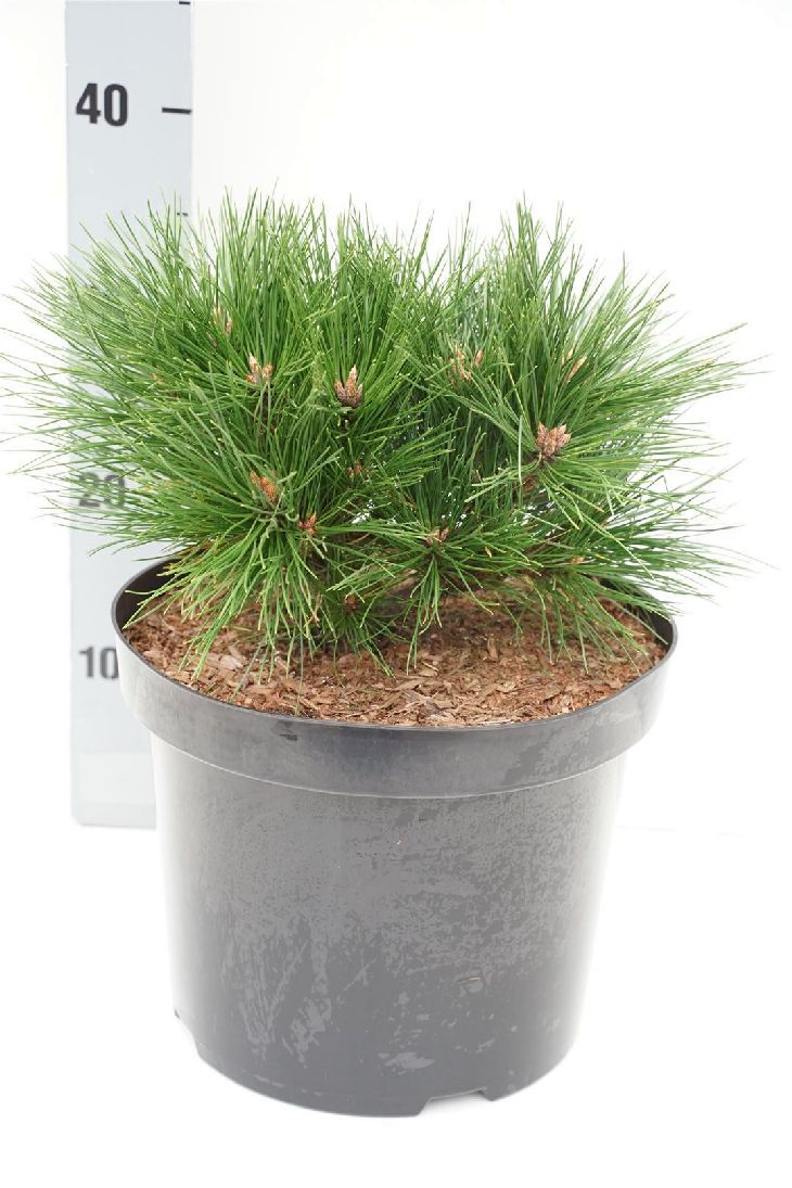 Pinus dens. &