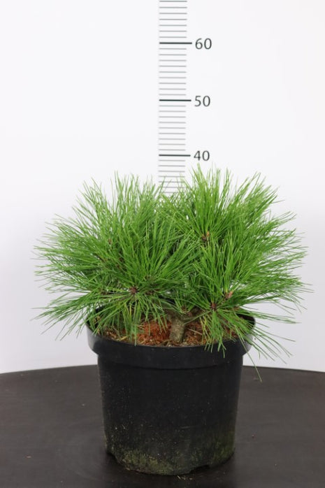 Pinus dens. 'Benelux'