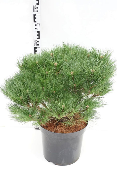 Pinus dens. 'Benelux'