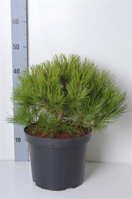 Pinus dens. 'Low Glow'