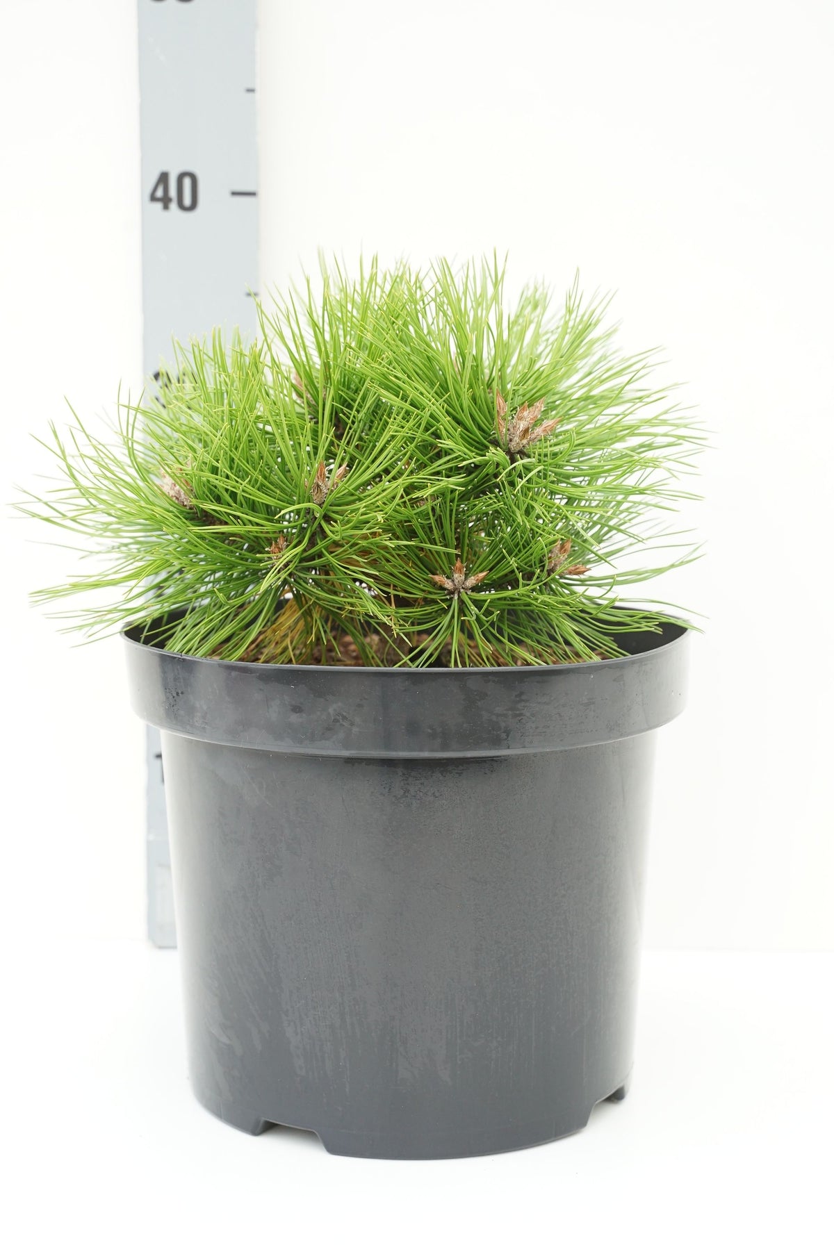 Pinus dens. &