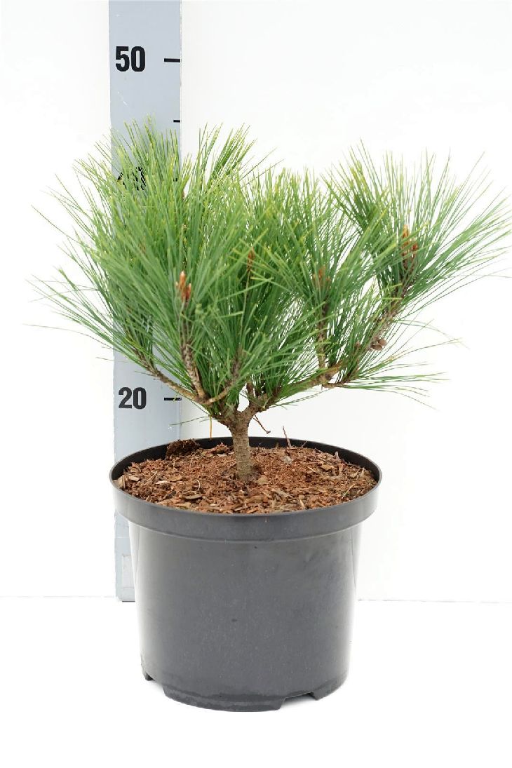 Pinus densiflora &