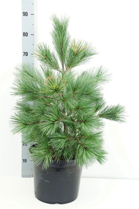 Pinus flexilis 'Pygmaea'