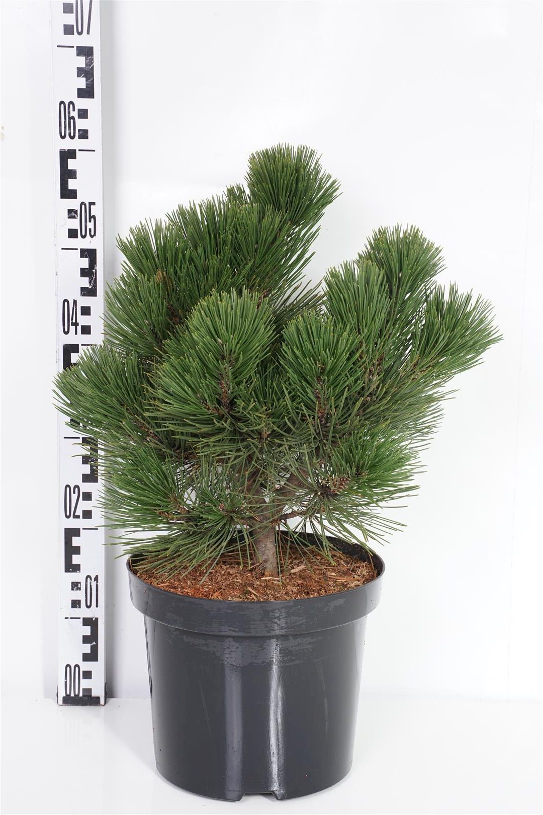 Tall heldreichii &