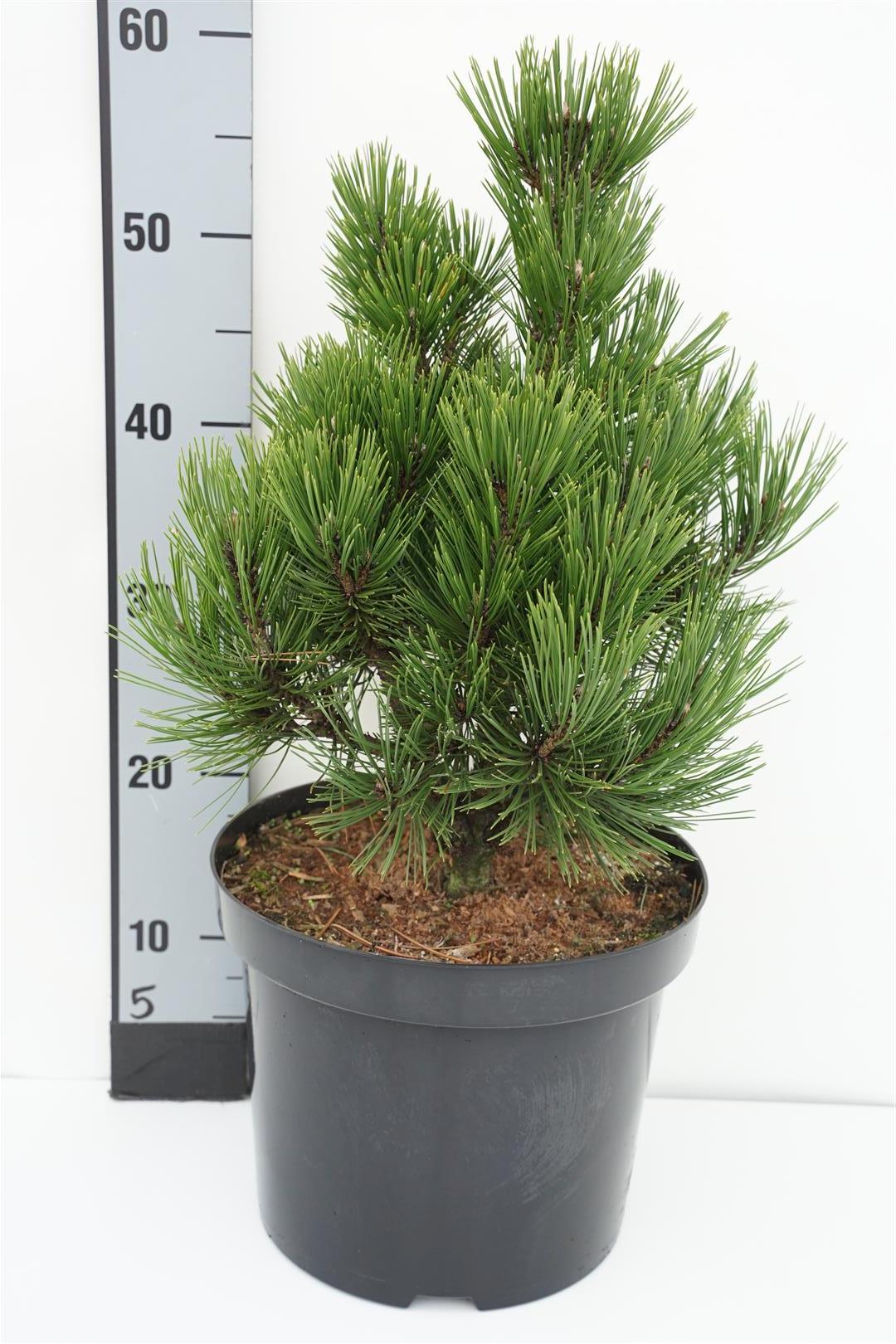 Pinus held. &