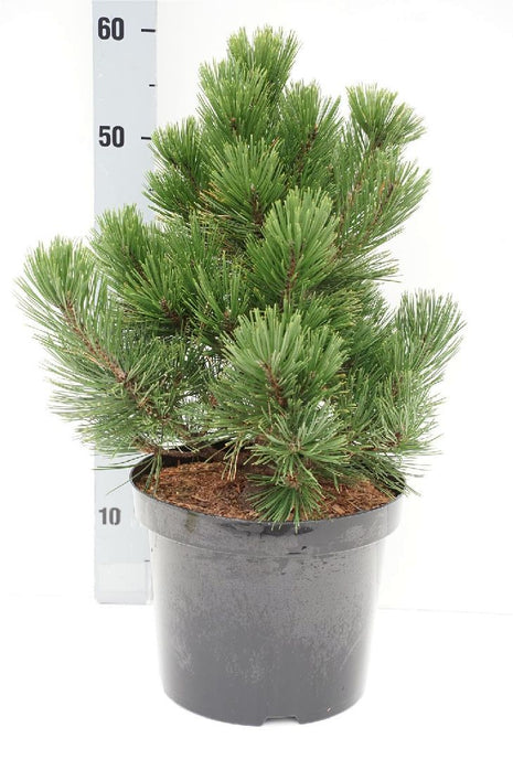 Pinus held. 'Zwerg Schneverdingen'