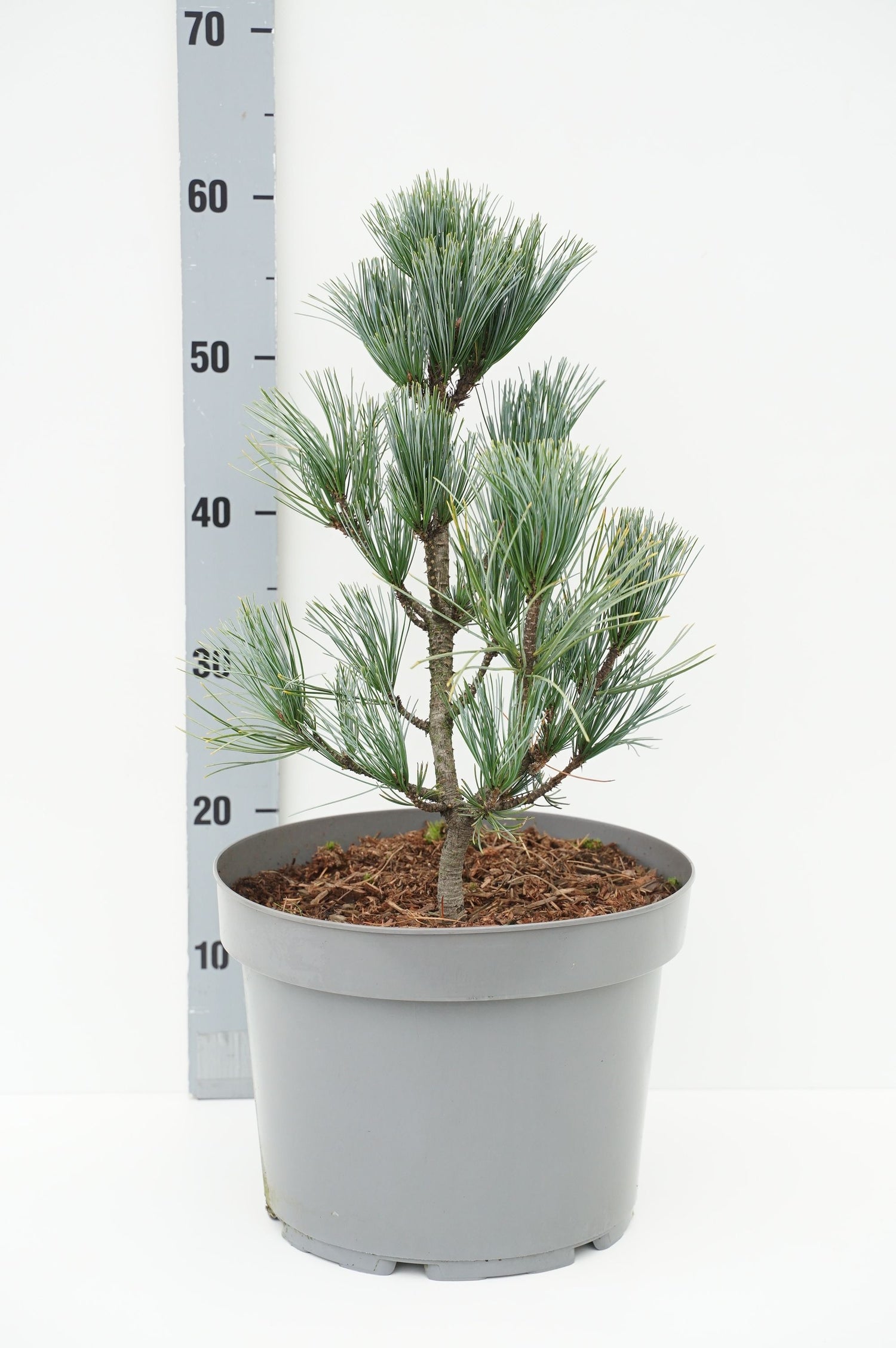 Pinus koraiensis &