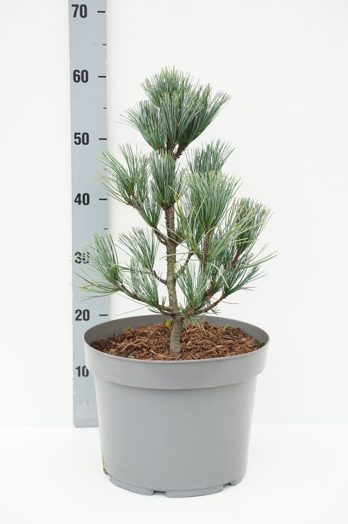 Pinus koraiensis &