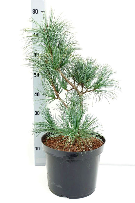 Pinus koraiensis 'Silveray'