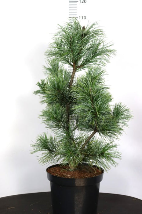 Pinus koraiensis 'Silveray'