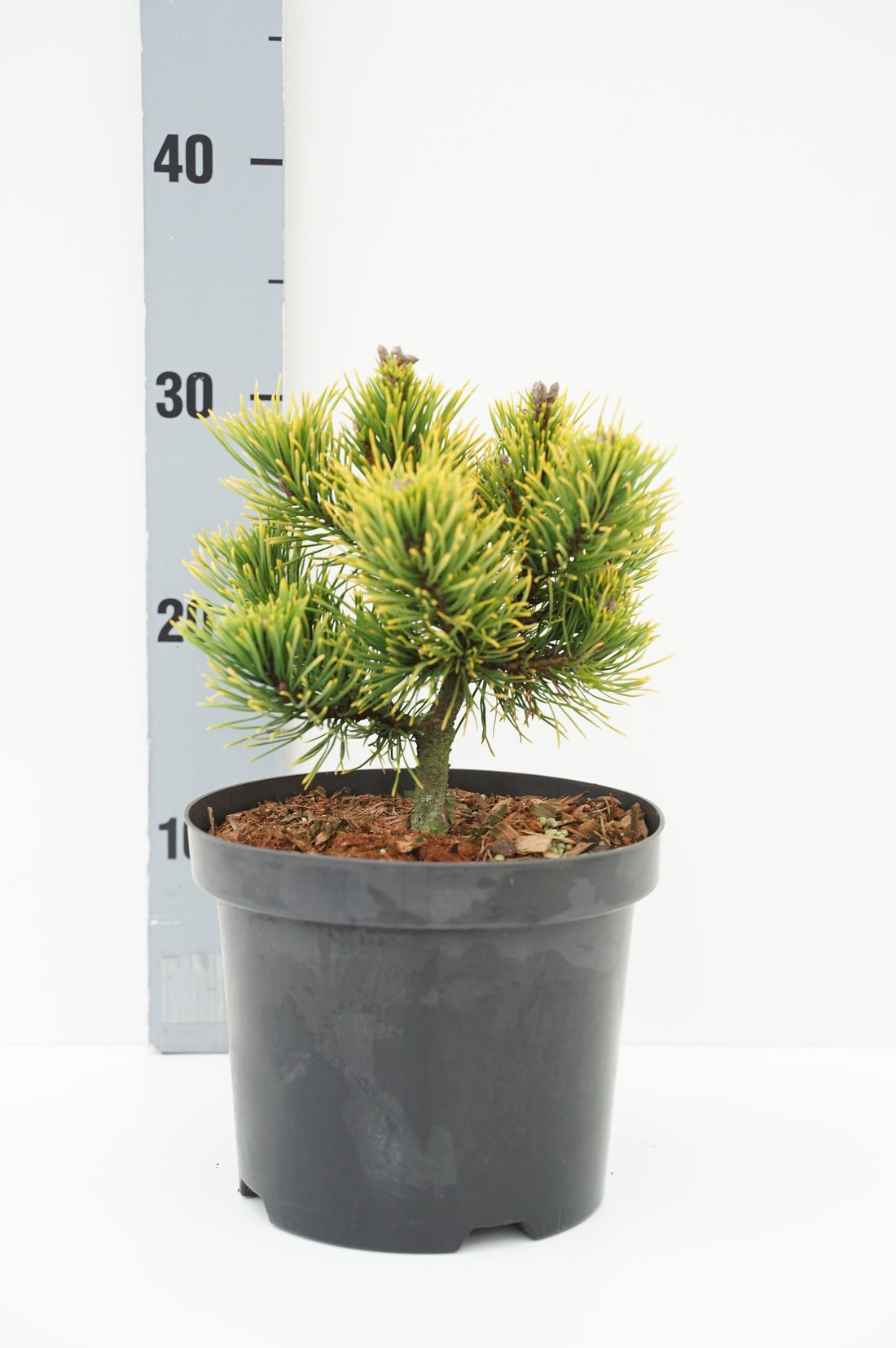 Pinus mugo &