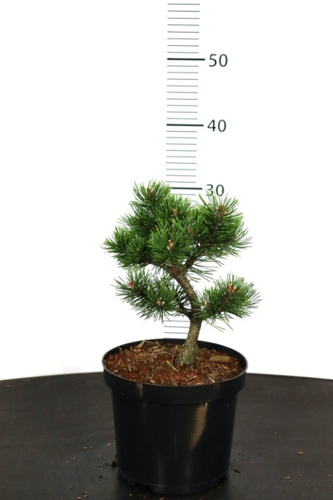 Tall mugo &