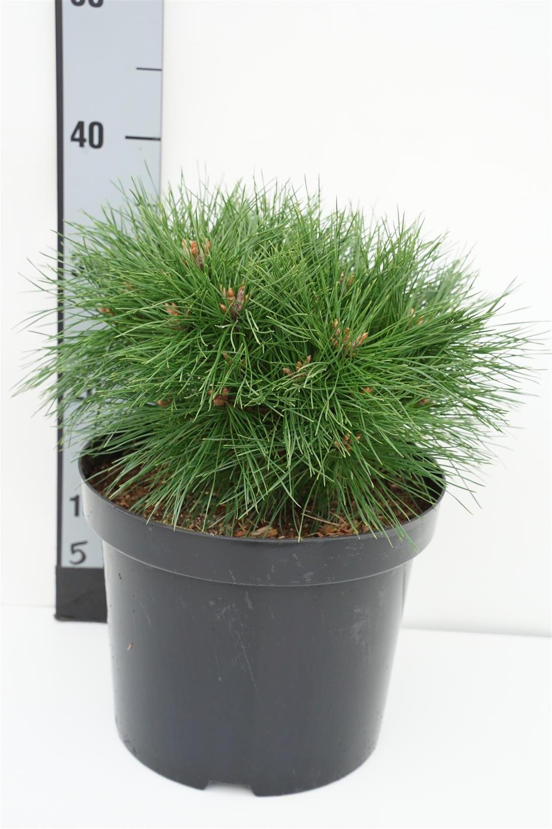 Pinus nigra &