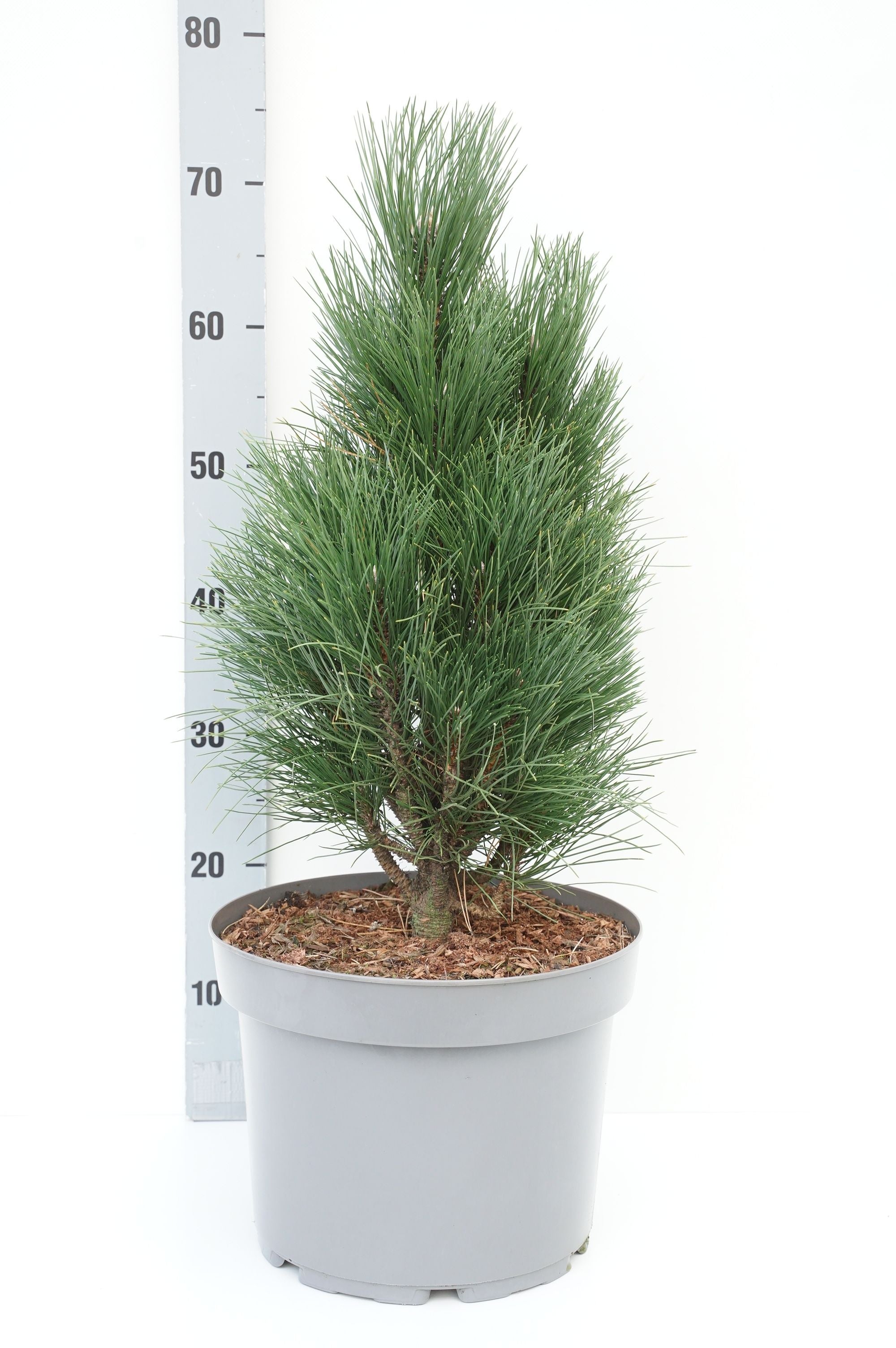 Tall nigra &