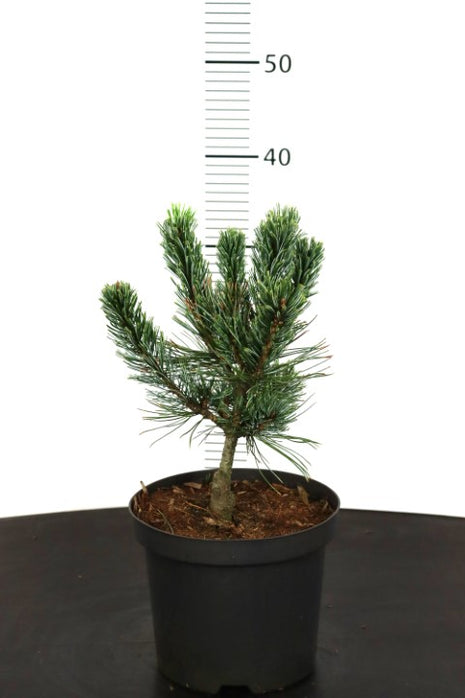 Pinus pumila 'Glauca'