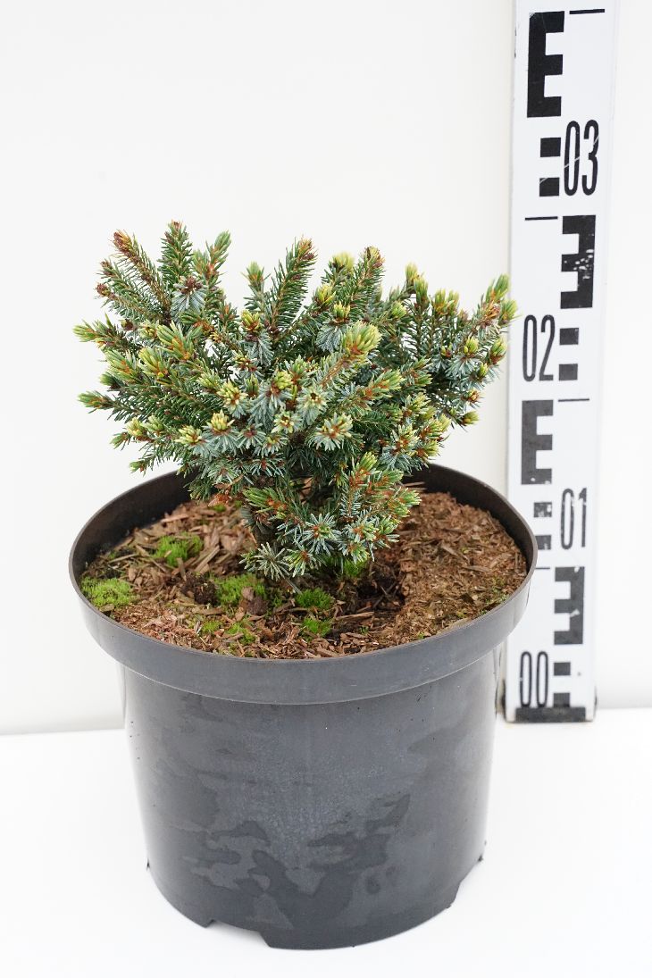 Picea omorika &