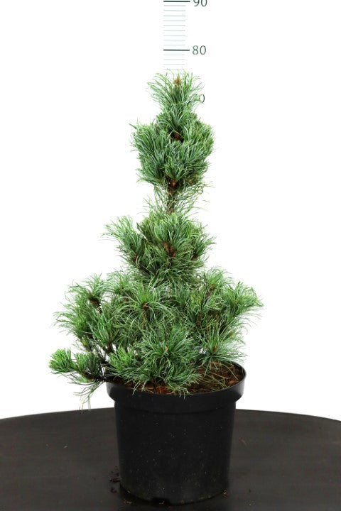 Pinus parv. &