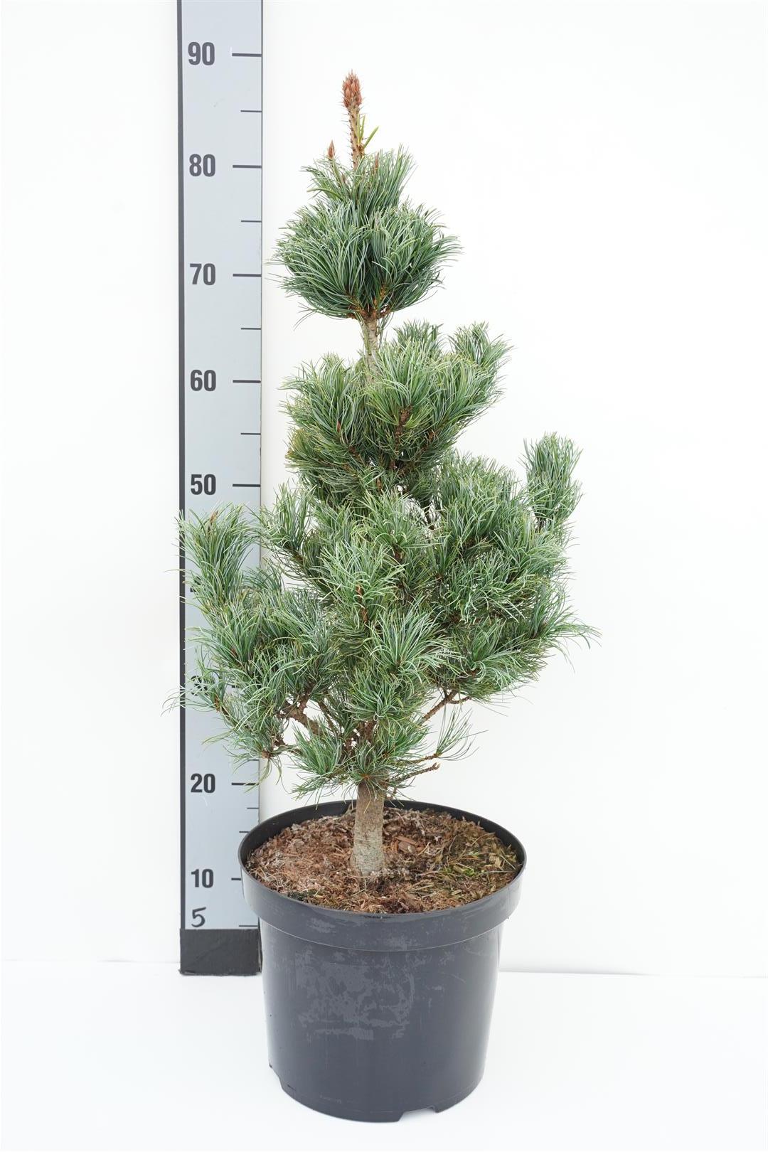 Pinus parviflora &