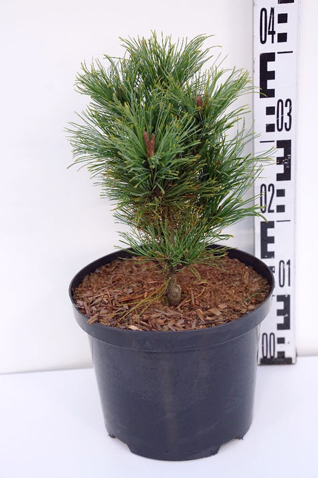 Pinus pumila 'Chlorocarpa'