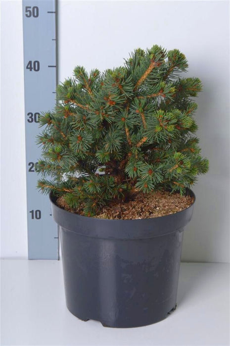 Picea pungens 'Lucky Strike'