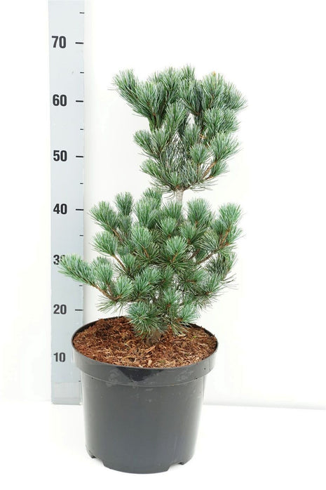 Pinus parv. 'Negishi'