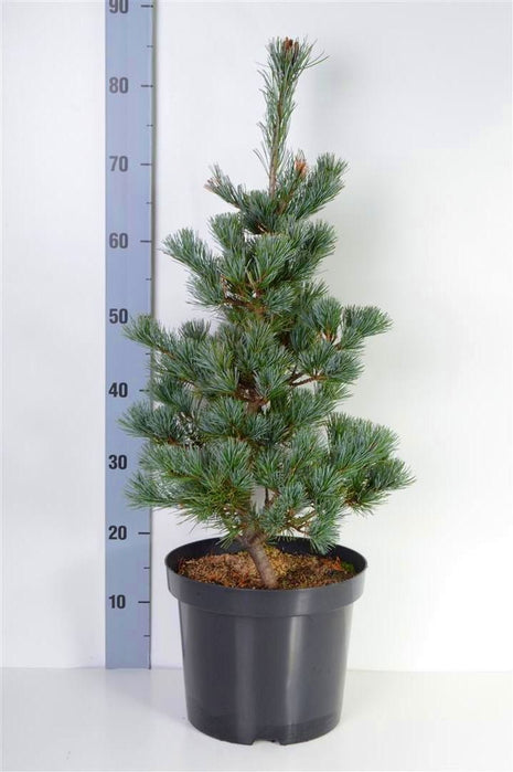 Pinus parv. 'Negishi'