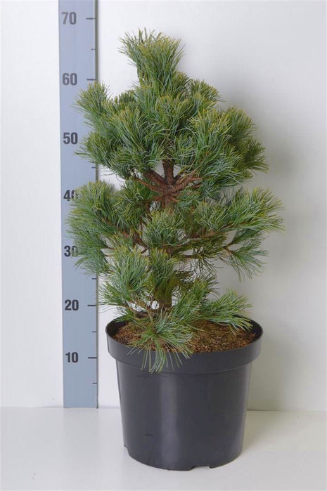 Pinus parv. 'Schoon's Bonsai'