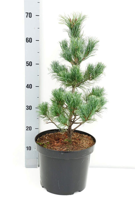 Pinus parv. 'Schoon's Bonsai'