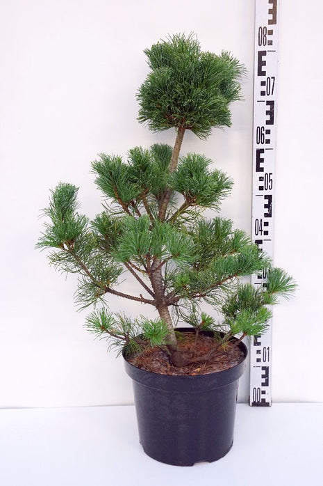 Pinus parv. 'Schoon's Bonsai'