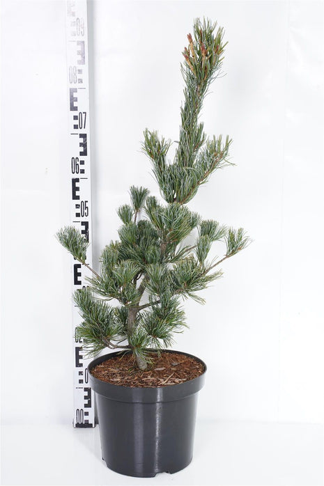 Pinus parv. 'Tempelhof'