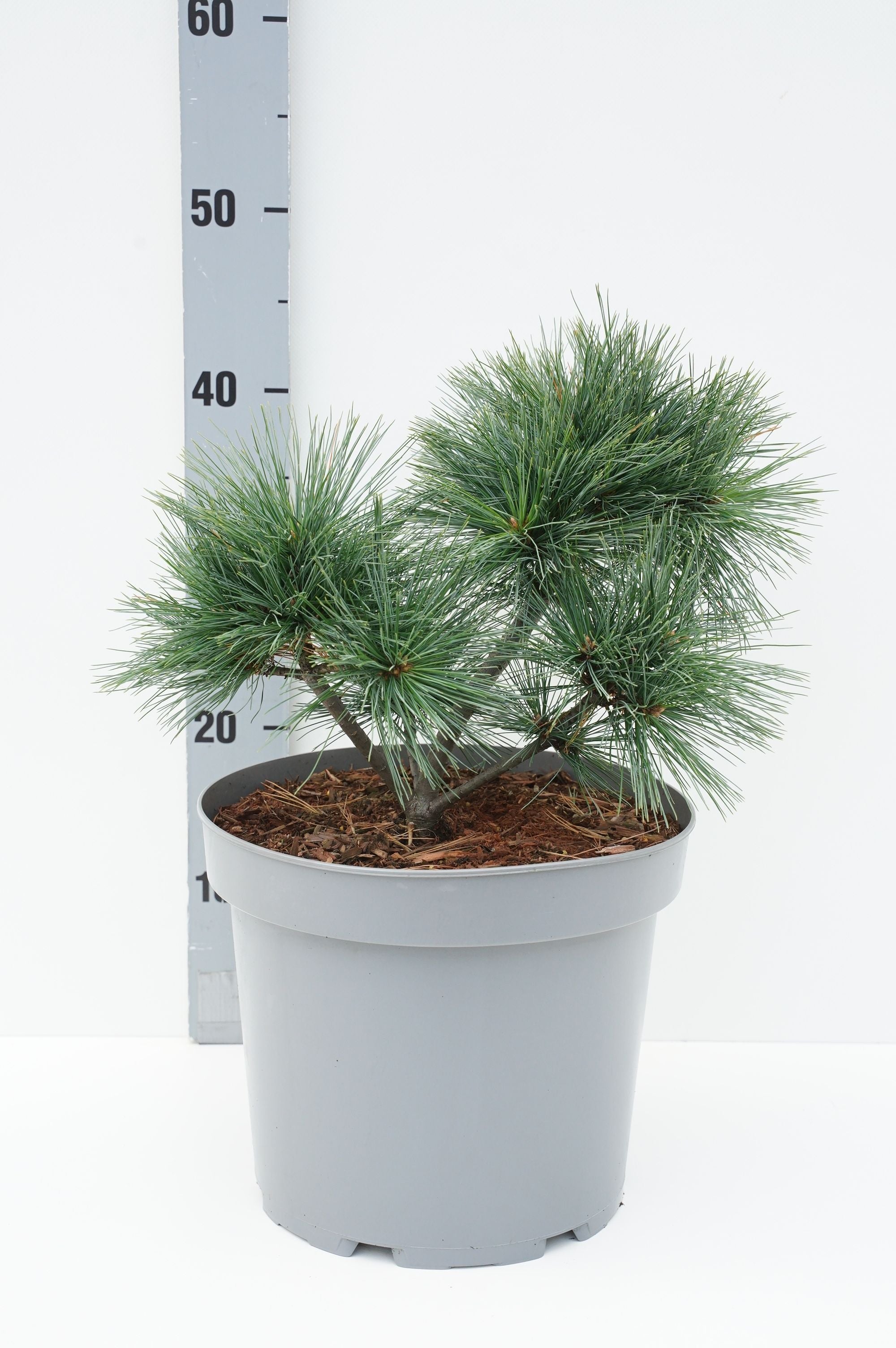 Pinus strobus &