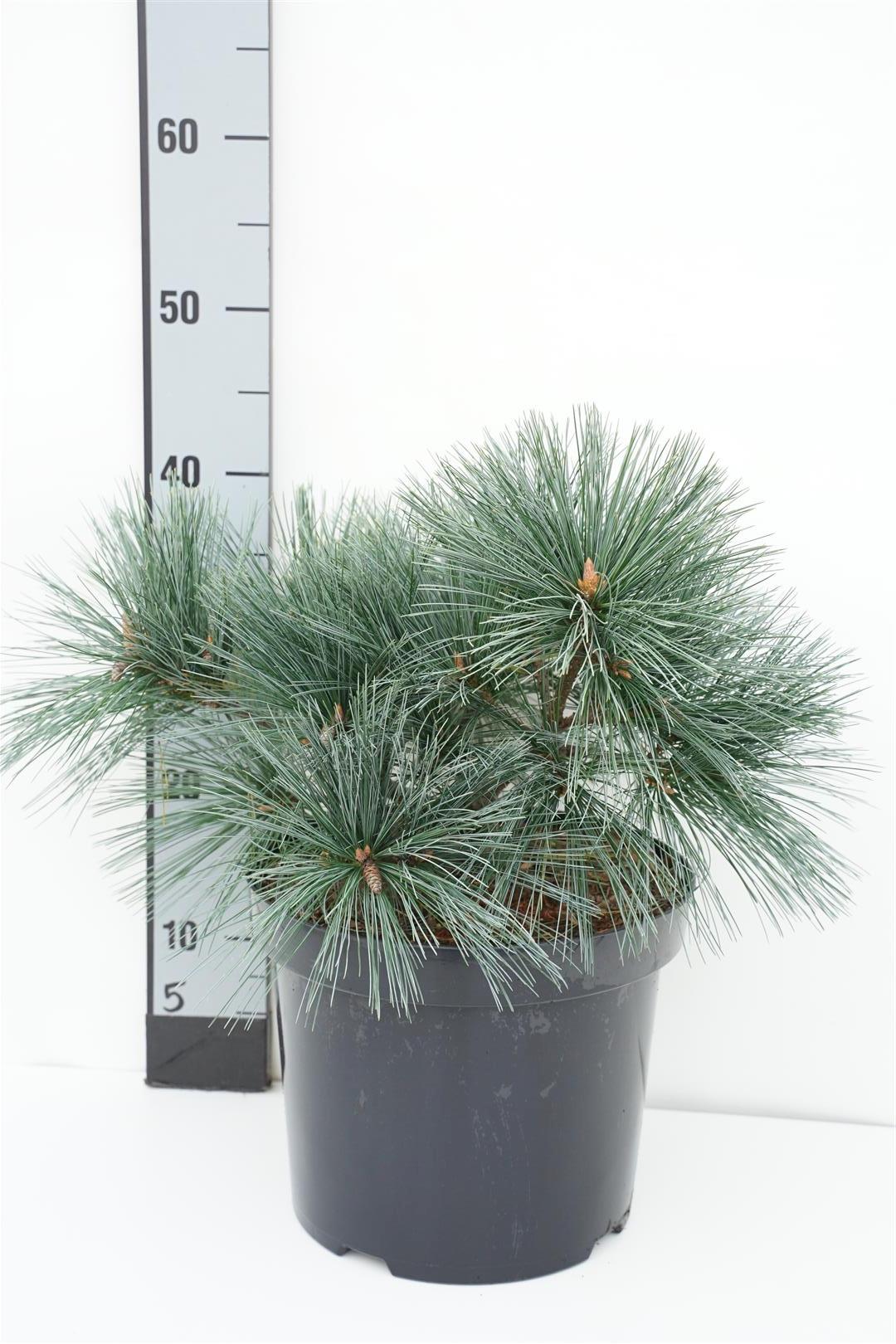 Pinus strobus &