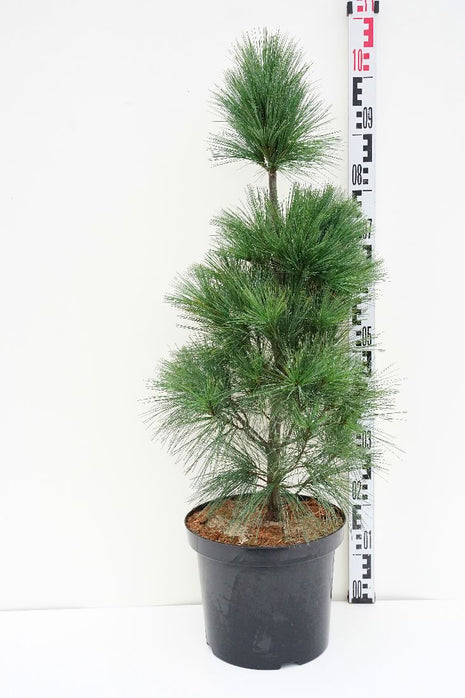 Pinus strobus 'Fastigiata'