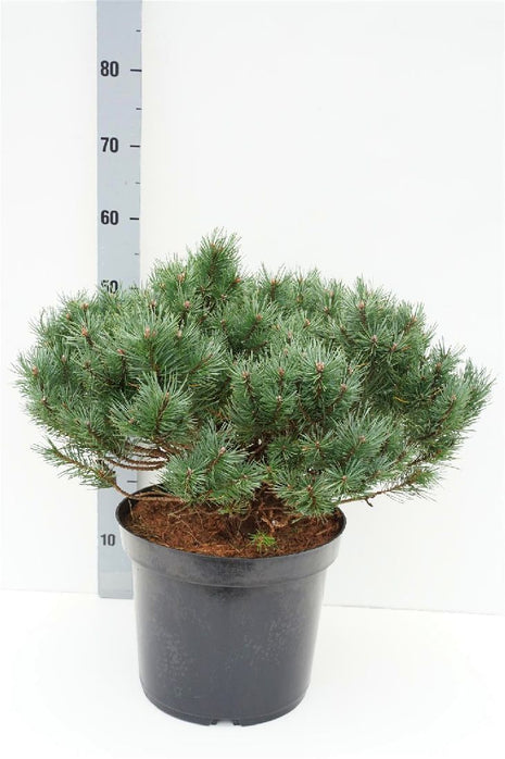 Pinus sylv. 'Martham'