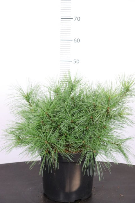 Pinus strobus 'Minima'