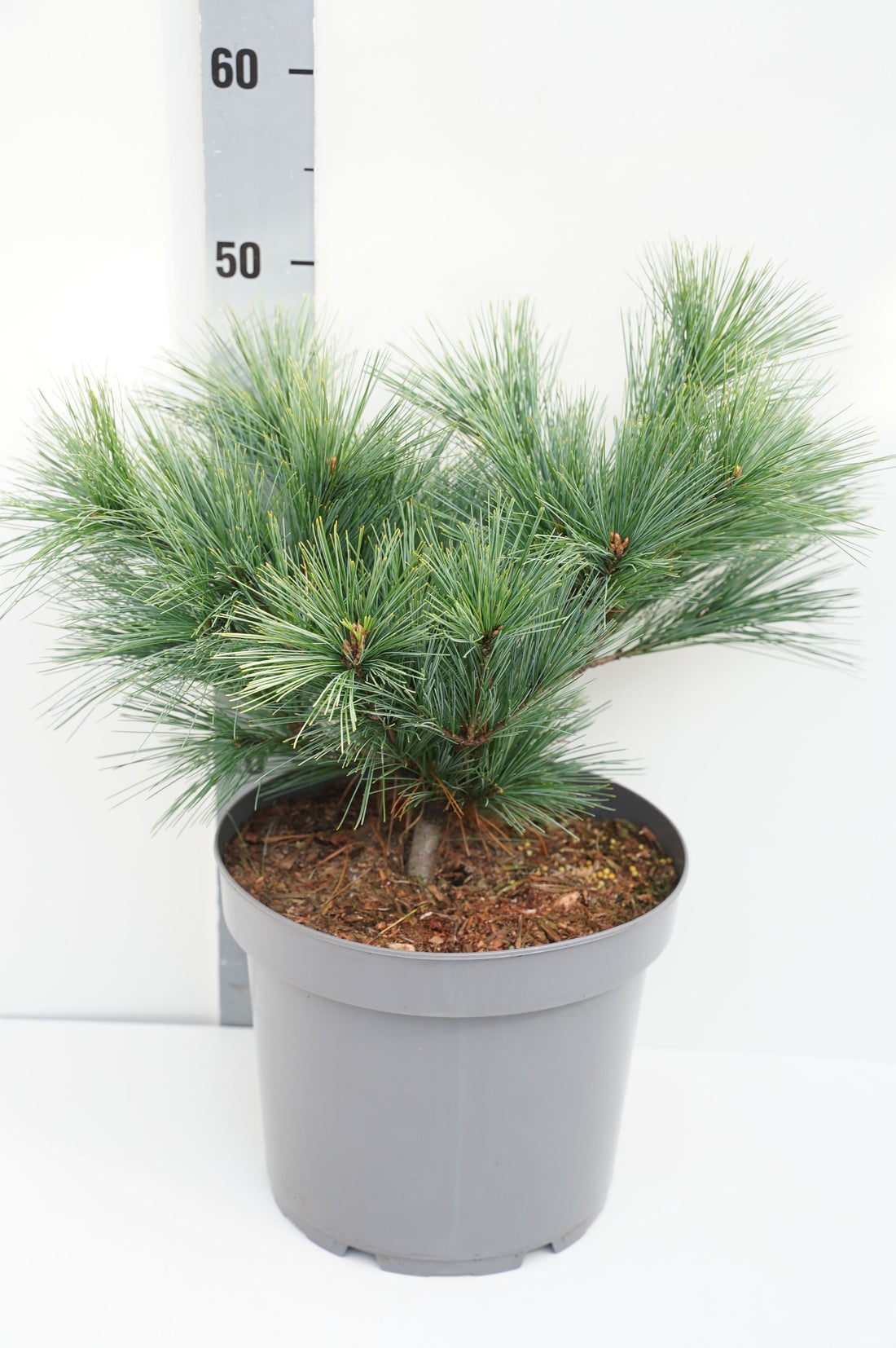 Pinus strobus &