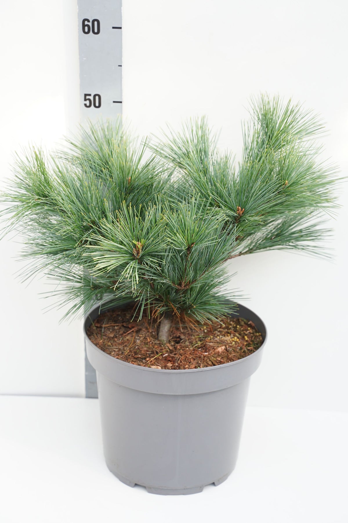 Pinus strobus &